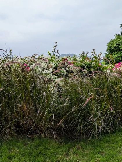 A wilder, more naturalistic planting style with a mix of ornamental grasses and flowering bougainvillea. This approach creates a low-maintenance and sustainable landscape that supports local pollinators.