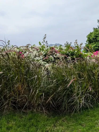 A wilder, more naturalistic planting style with a mix of ornamental grasses and flowering bougainvillea. This approach creates a low-maintenance and sustainable landscape that supports local pollinators.
