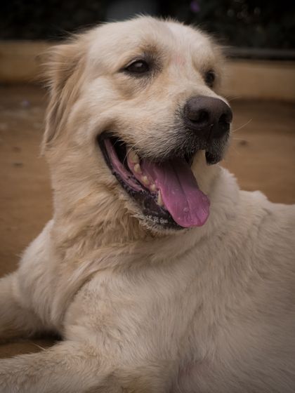 A classic happy Golden Retriever, one of the many friendly Goldens that call our park home.