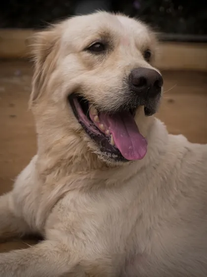 A classic happy Golden Retriever, one of the many friendly Goldens that call our park home.