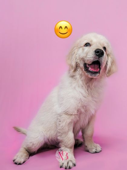 The pure, unfiltered joy of a golden retriever puppy. A simple pink background adds a touch of sweetness to this adorable studio portrait.