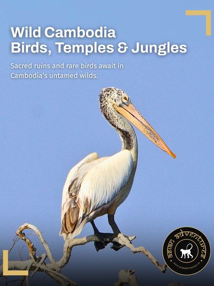 Global Wildlife Adventures photo 4