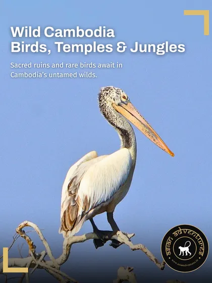 A Spot-billed Pelican, one of the rare birds you can see on our Wild Cambodia tour. This expedition blends birdwatching in critical wetlands like Prek Toal with explorations of the ancient temples of Angkor.