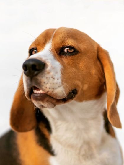 A portrait of my own baccha, Scamp. I know all his moods, and this shot captures his signature blend of smarts and mischief perfectly. It’s a look I know all too well.