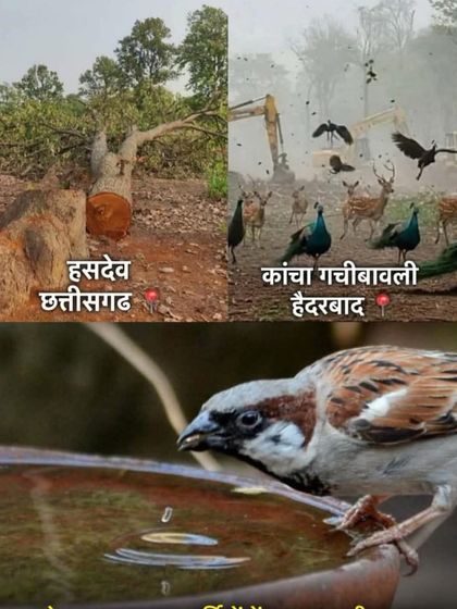 A powerful meme showing deforestation on one side and a bird drinking from a bowl of water on the other. The caption says it all: "Destroying their nests and then keeping water on the roof in summer, only humans have this art."