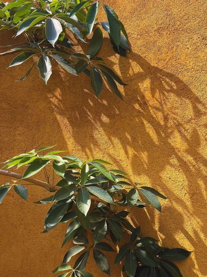 The afternoon sun casts long shadows, highlighting the texture of the walls and the foliage.