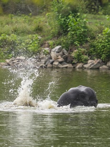 The sheer joy of an elephant calf making a huge splash. These moments of pure, uninhibited behavior are what make wildlife photography so rewarding.