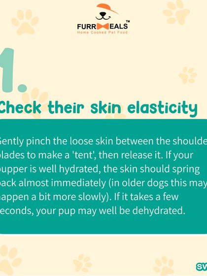 Hydration is important all year round. This guide shows you three simple ways to check if your dog is dehydrated, including the skin elasticity test and checking their gums, and reminds you that bone broth is a great way to boost fluid intake.