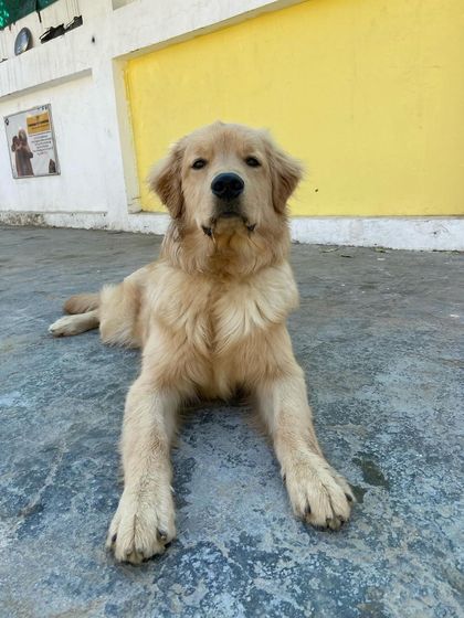 A beautiful Golden Retriever enjoying a moment of rest.
