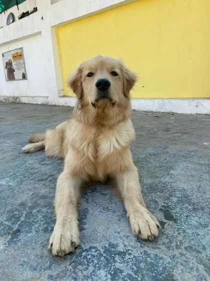 A beautiful Golden Retriever enjoying a moment of rest.