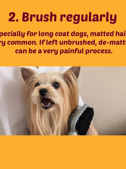 Tail It Easy - Mobile Pet Grooming Pet Parent Pro-Tips photo 25