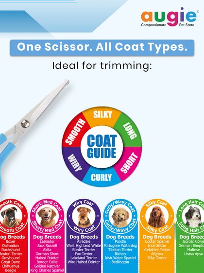 Augie Pets - Pet Grooming Services Brushes, Clippers & Essential Tools photo 7