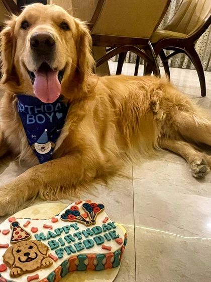 After the official photos, it's time to relax. Freddie lies down next to his birthday cake, ready for the party to begin.