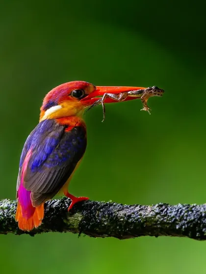 The Oriental Dwarf Kingfisher, a tiny jewel of the forest. Capturing its vibrant colors requires not just technical skill but a deep understanding of its habitat, something I focus on teaching during my bird photography workshops.