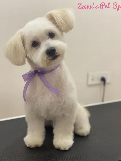Just look at this adorable head tilt! This Lhasa Apso's personality shines through with a custom haircut that keeps his face neat and tidy. The purple bow is the perfect finishing touch.