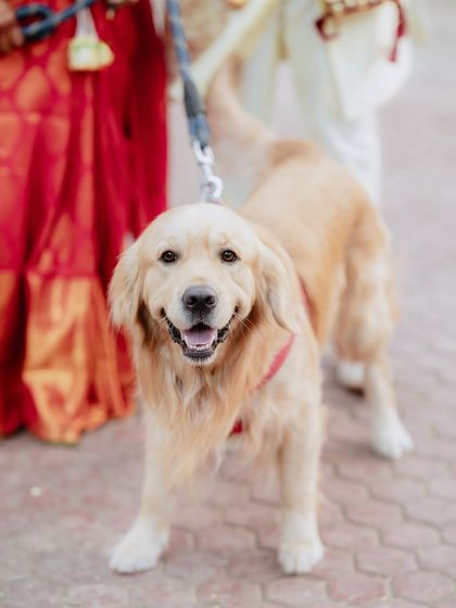 We love it when pets are part of the wedding. This adorable golden retriever was a key part of the celebration, and we made sure to get a happy portrait.