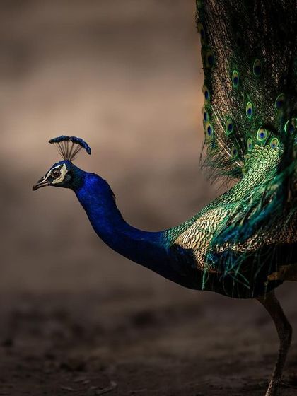 A male Indian peafowl, or peacock, in motion. Even without its tail fully displayed, the iridescent blue and green of its neck and body are stunning.