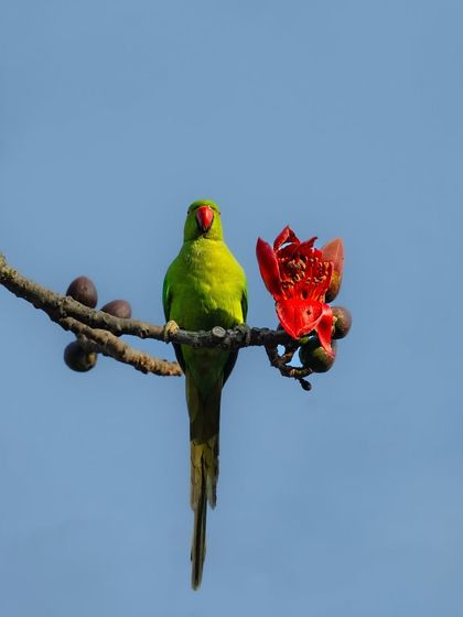 A parakeet perched next to a bright red simar flower. The complementary colors of red and green make this a visually striking photograph.