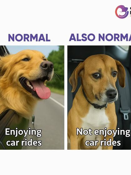 CarryMyPet - Pet Travel & Parenting Consultation The Heart of a Pet Parent photo 34