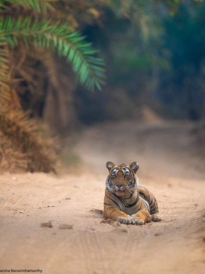 The stunning tigress Noorie, taking a royal rest in the middle of a sandy track on a crisp winter afternoon. It's her kingdom; we are just lucky visitors.