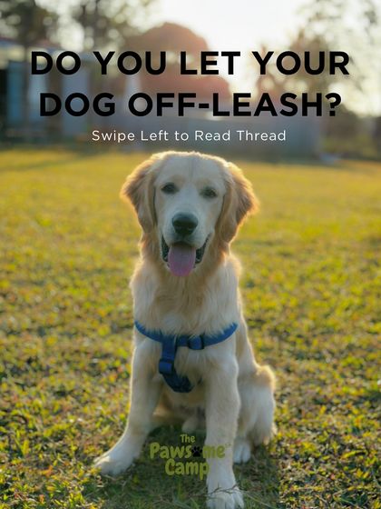 The Pawsome Camp - Dog Daycare & Boarding The Pawsome Playground: 2 Acres of Freedom photo 9