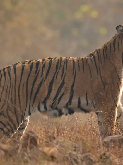 A closer view of the tigress rubbing her scent glands against the tree bark. This intimate moment reveals the complex social behaviors that govern the lives of these solitary hunters.