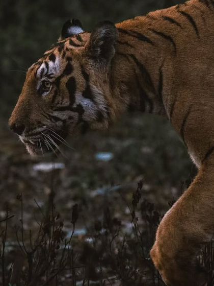 A close-up profile of a tigress from a guest's safari in Nagarhole. The intensity in her eyes is something you can only experience in the wild.
