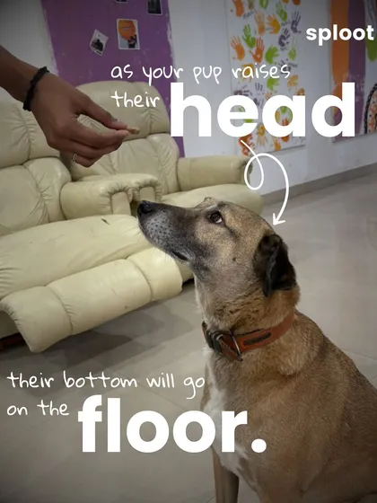 Step 4: As your pup raises their head to follow the treat, their bottom will naturally go to the floor. The moment they sit, give them the treat and praise.