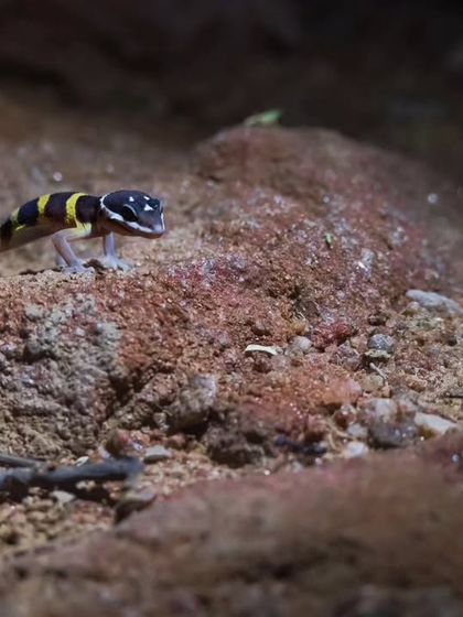 A Leopard Gecko in its natural, rocky habitat. This was one of the key species we documented in 2023 using remote photography.