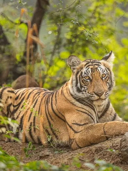 A sub-adult tiger from Arrowhead's lineage, resting at eye level. Finding these moments and capturing the direct gaze is what my workshops are all about.