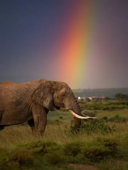 An African elephant grazes under a rainbow after a brief shower in the Masai Mara, a moment of unexpected beauty.