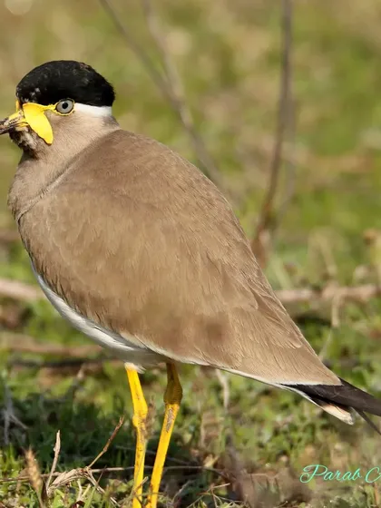 The Yellow-wattled Lapwing is a dandy of the bird world, with its black cap and bright yellow wattles. They are found in dry, open country, often near wetlands, and their courtship displays are a fascinating sight.