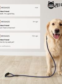 Pet Transportation & Dog Walking