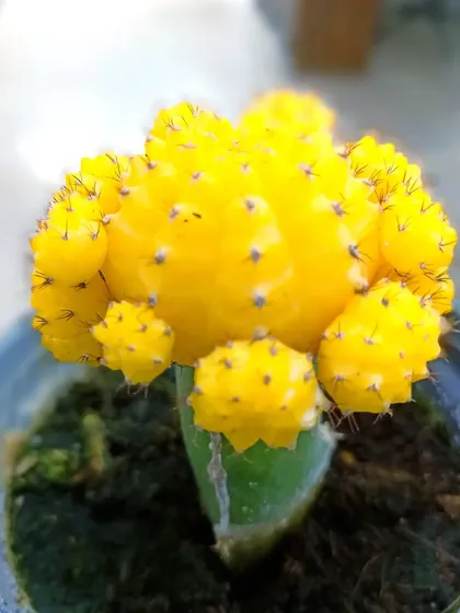 A bright yellow Moon Cactus. These popular cacti are a great way to add cheerful color to your indoor garden.