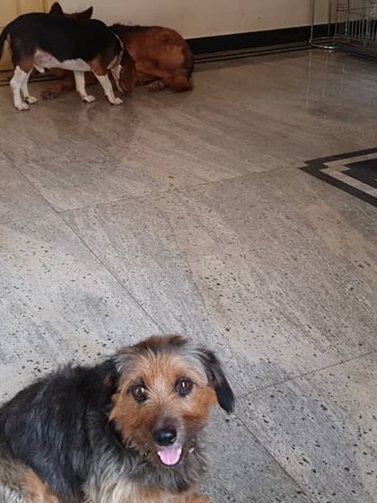 The Urban Dawg - Dog Training & Behavior Modification The Art of Socialization: Learning in a Pack photo 19