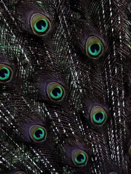 Another perspective on the peacock's feathers. This macro shot captures the fine details and iridescent colors of the eyespots, showcasing the intricate beauty of nature's design.