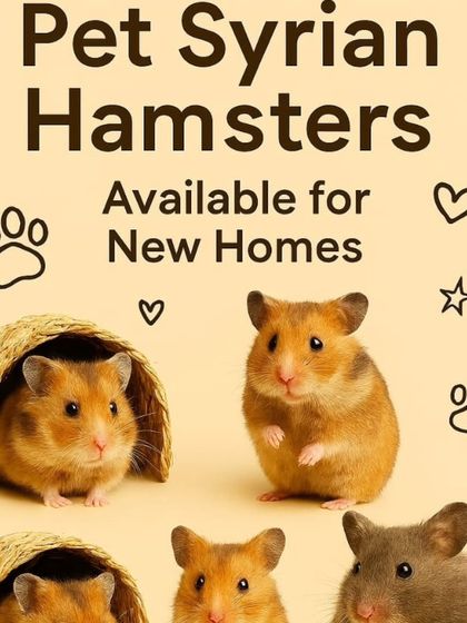 Looking for a small and easy-to-care-for pet? Our Pet Syrian Hamsters are a perfect choice. Order online for delivery right to your doorstep in the Delhi NCR area.