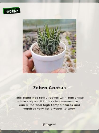 Hygrinz - Plant Sales & Gardening Supplies Flowering Plants & Seeds photo 12