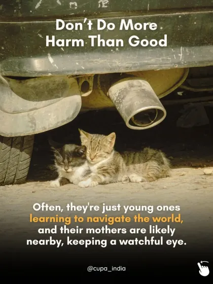 Cupa - Emergency Animal Rescue & Treatment Public Awareness & Education photo 3