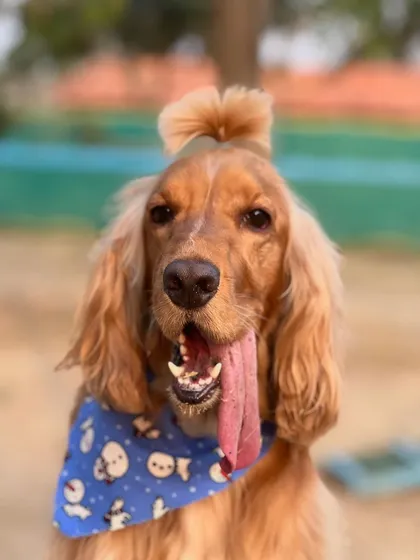 A close-up of Posto's happy face and his stylish top-knot. He's a true trendsetter.