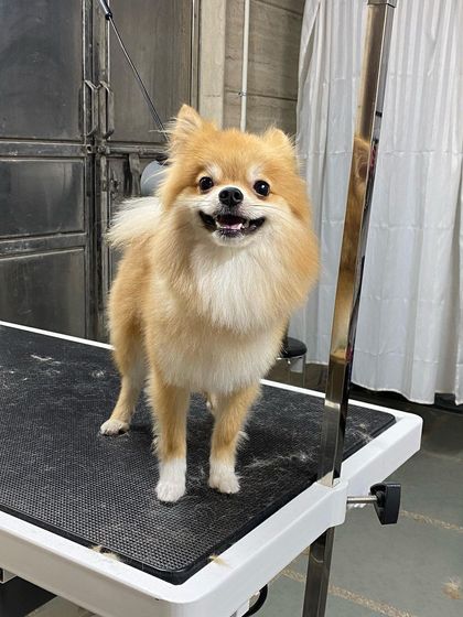 This fluffy Pomeranian is looking extra handsome after a bath and trim to shape up his beautiful coat.