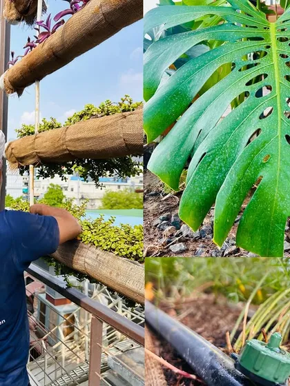 Our commitment to sustainability is seen in every project. This collage shows our gardener tending to a vertical garden, a close-up of a healthy Monstera leaf, and the drip irrigation system we use to conserve water while ensuring plant health.