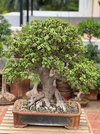 A magnificent Jade bonsai with exposed roots (nebari) that give it an ancient and powerful look. This tree is over 15 years old and a prized part of my collection.