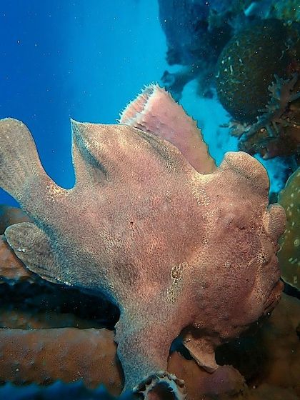 A giant frogfish perfectly camouflaged on the reef. These ambush predators are a rare and exciting find for any diver.