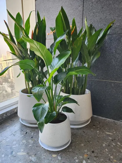 Here is a great terrazzo planters cluster with low-maintenance plants, perfect for a bright balcony. The simple, clean lines of the pots create a modern look that is both stylish and functional.