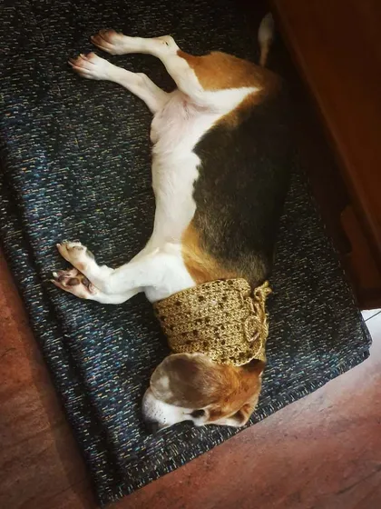 This is Alexander, a 12-year-old beagle who spent most of his life in a lab. He suffers from spondylosis, and the cold mornings are tough on his neck. A simple, warm neck-wrap makes a world of difference. My wellness plans go beyond diet to include practical, compassionate solutions for senior and special needs dogs.