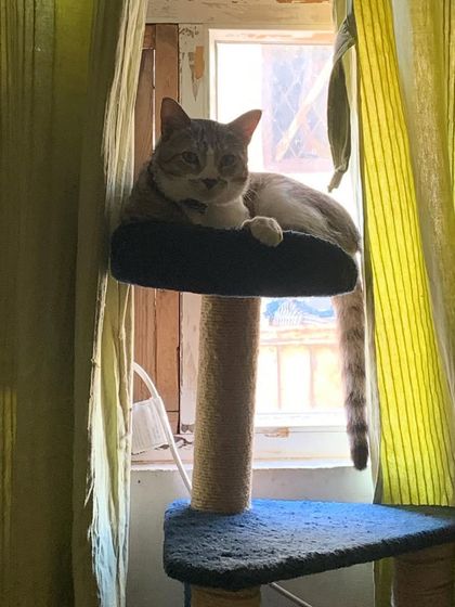 Trooper just chilling, living his best life. This is the goal for every cat that stays with me.