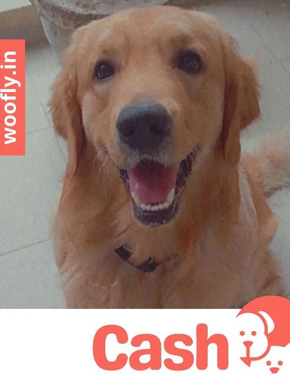 Woofly - At-Home Pet Grooming Fresh Looks for Our Furry Friends photo 9