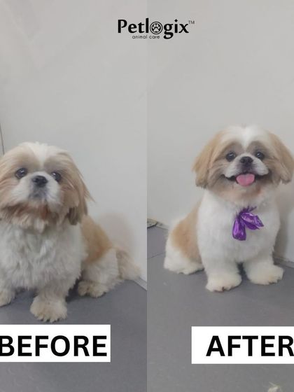 A happy smile is the best 'after' photo. This Shih Tzu's fresh cut and clean coat clearly have them feeling great.
