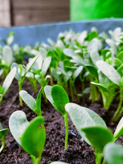 Multiplex Urban Green - Organic Gardening Supplies Grow Your Own Vegetables & Herbs photo 15